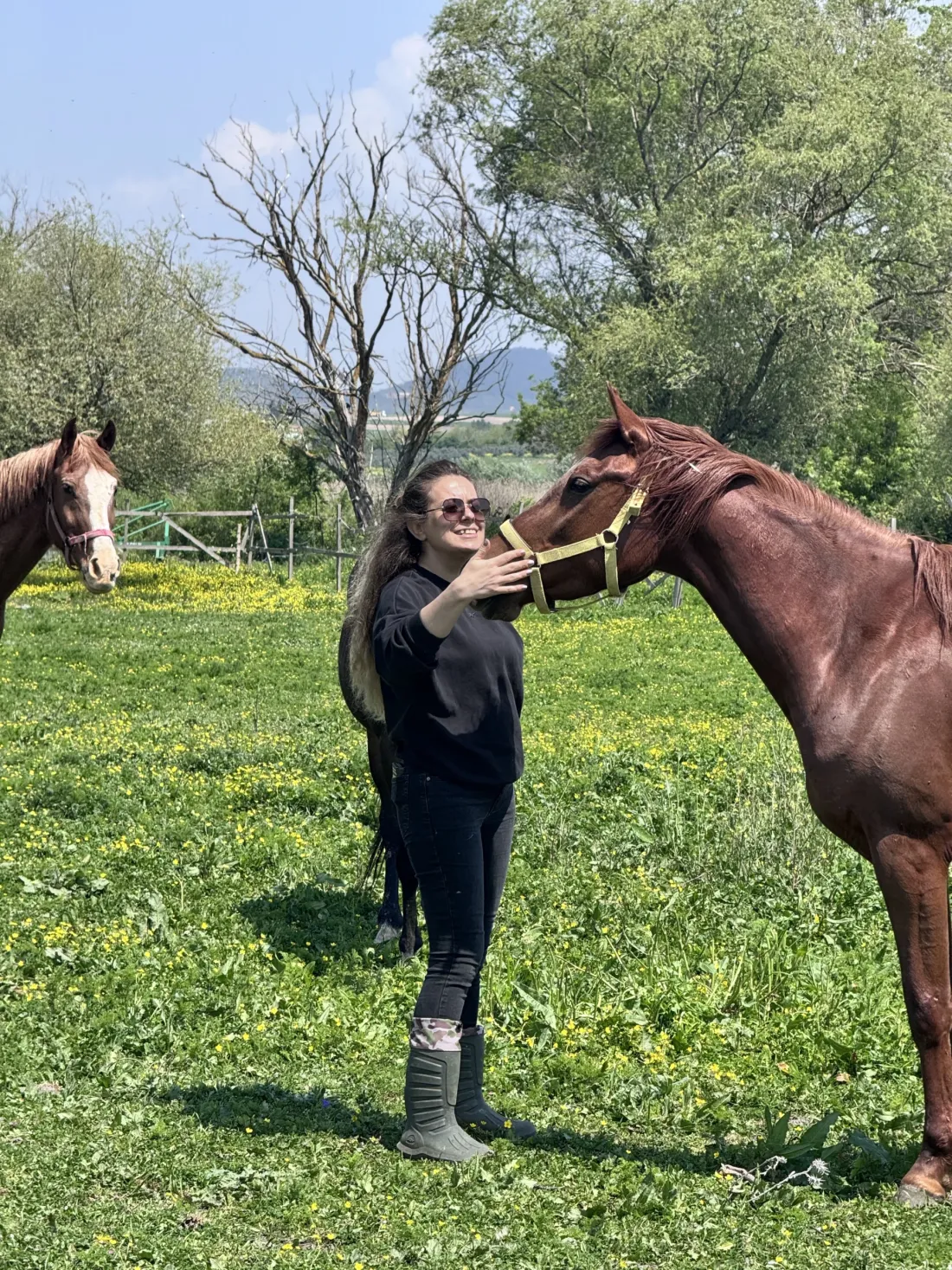Merada otlayan atlar